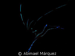Bright Pederson Cleaner Shrimp by Abimael Márquez 